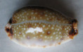 /products/cypraea-gangranosa-reentsii-1-dunker-1852/